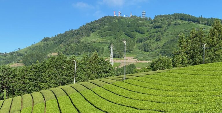 green tea trip in Kakegawa 1 768x391