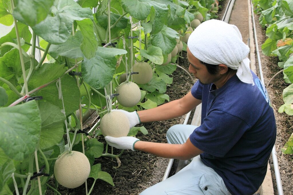 Indulge in Japan's Premier Crown Melon - Explore Shizuoka Activities