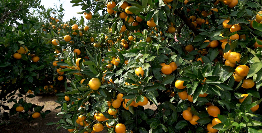 Juicy Mandarin Orange Picking - Explore Shizuoka Activities