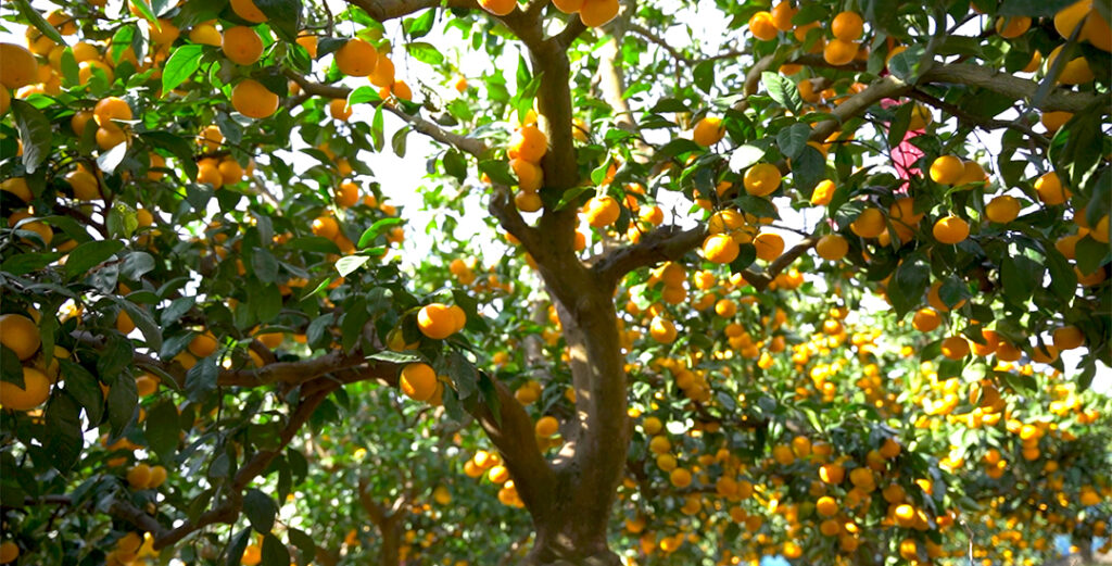 Juicy Mandarin Orange Picking - Explore Shizuoka Activities