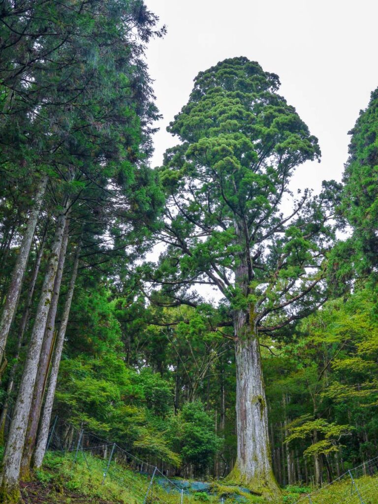 M 032 name 11 768x1024