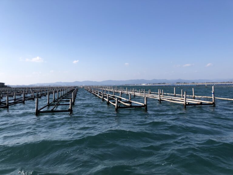 oyster upd 04 768x576