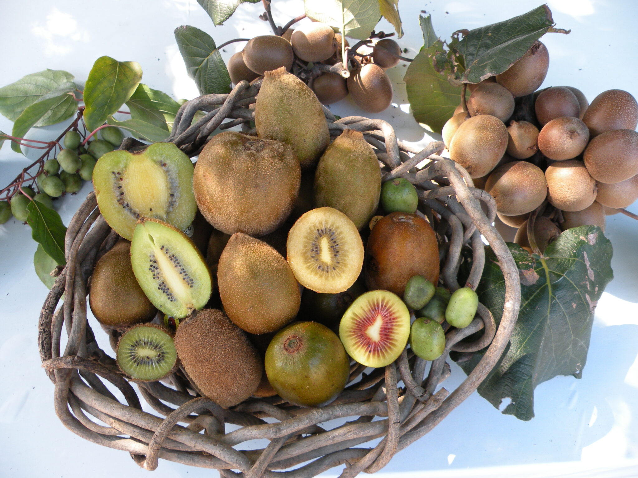 Japan's Largest Kiwifruit Farm Explore Shizuoka Activities