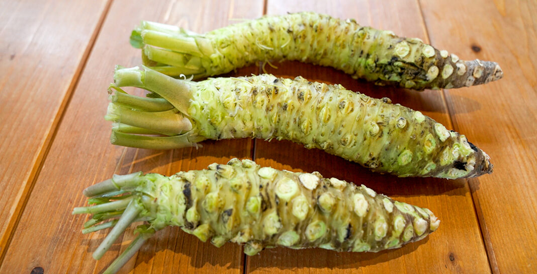 Let’s eat real wasabi! Explore Shizuoka Activities