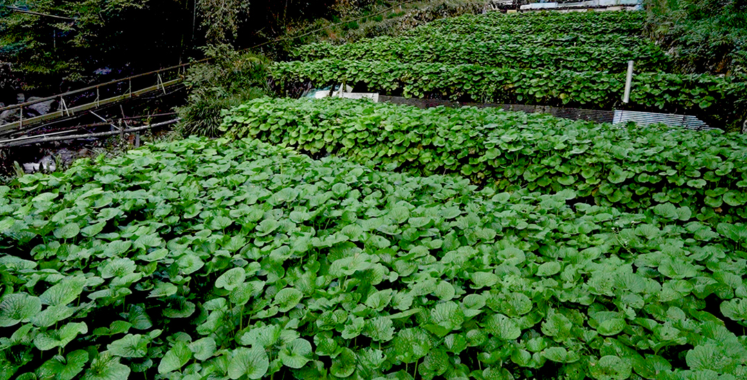 Let’s eat real wasabi! Explore Shizuoka Activities