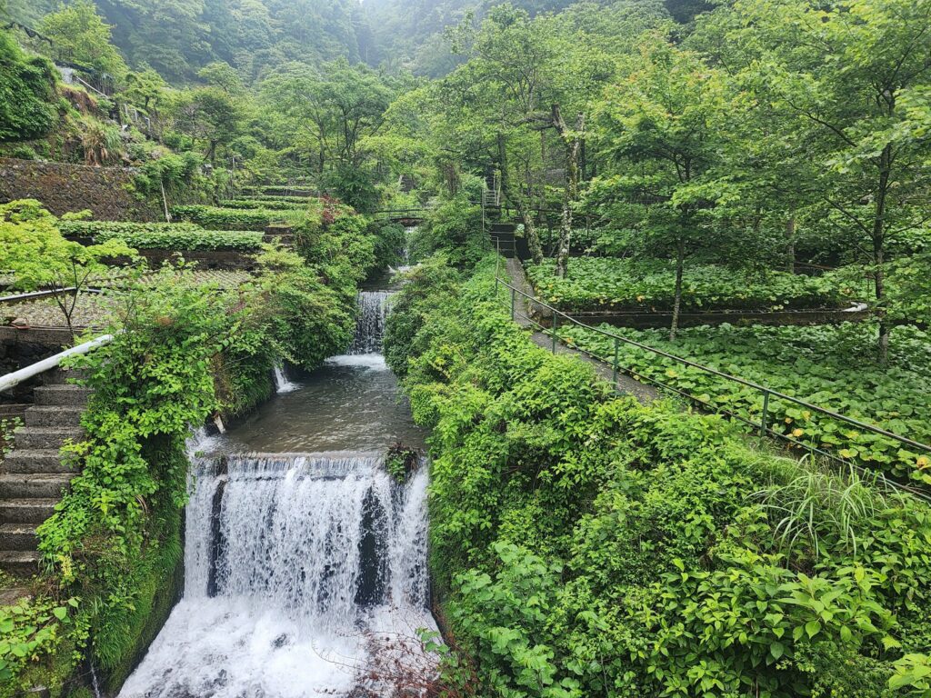 Wasabi fields and Tofu-making workshop - Explore Shizuoka Activities