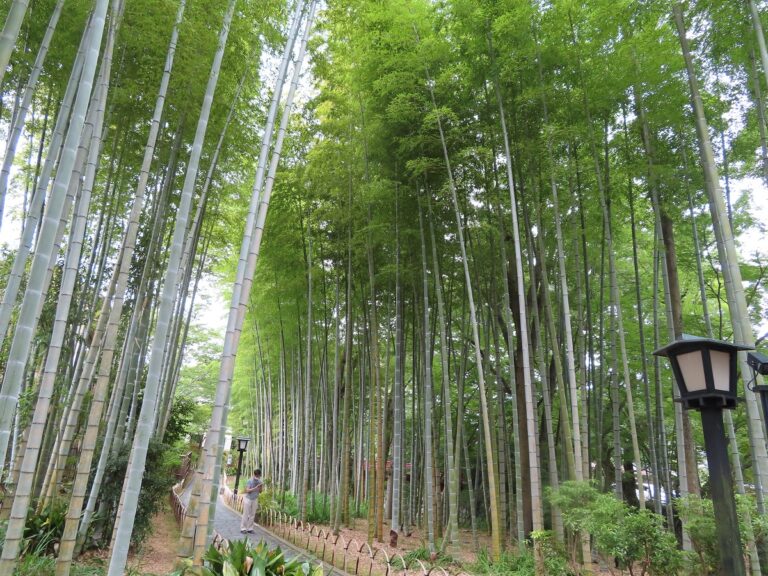 竹林の小径 768x576