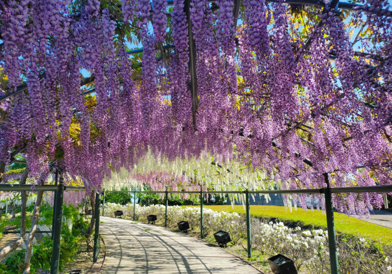 04 2023虹のフジのトンネル【4月中旬～5月初旬】 768x537