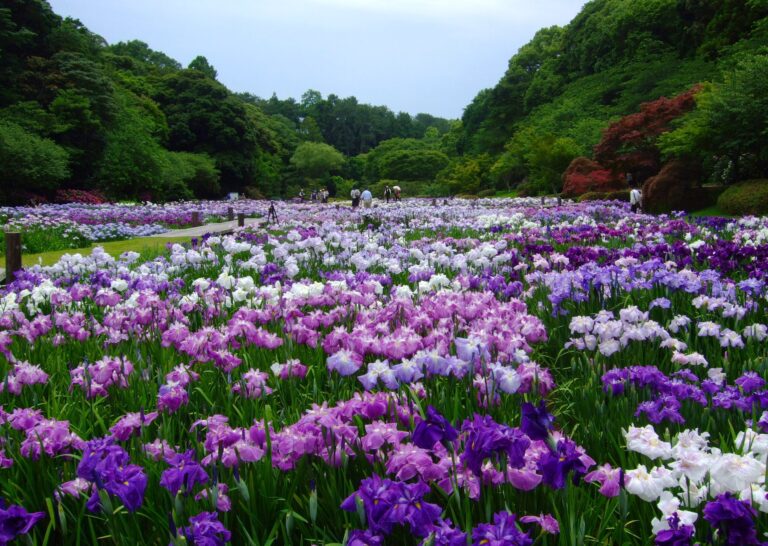 はなしょうぶ 768x546