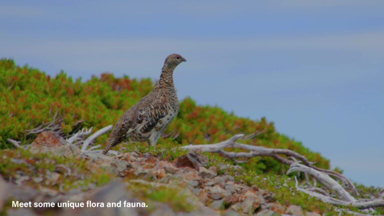 ヘリハイく3分版 完成 frame at 0m54s ライチョウ 768x432