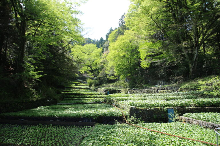 1.Wasabi fields1 サイズ変更 768x512