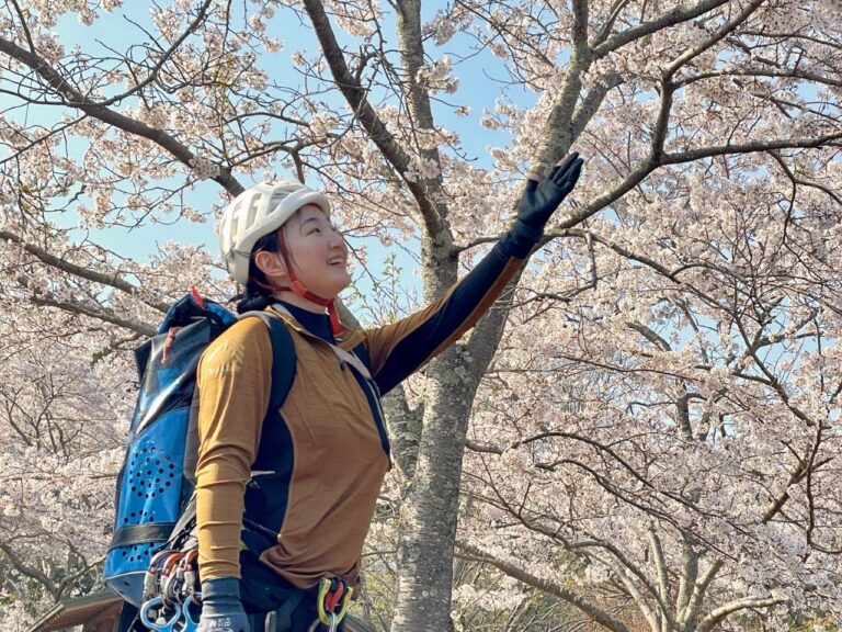 sakura guideヨコ 768x576