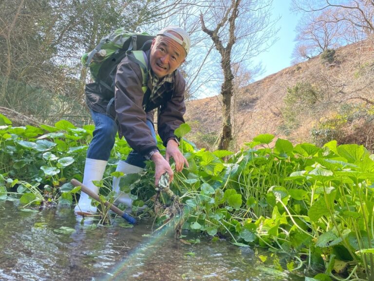 池代わさび１ 768x576