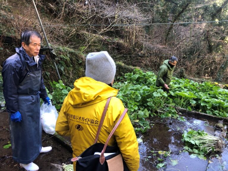 池代わさび３ 768x576