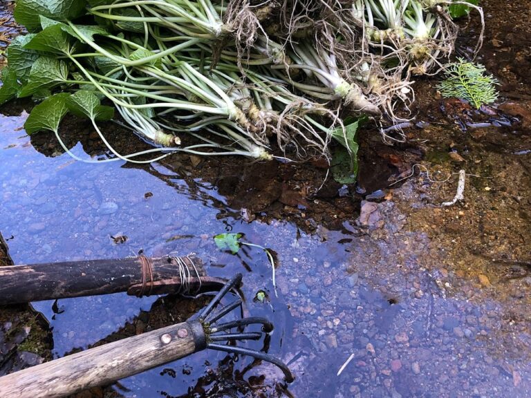 池代ワサビ２ 768x576