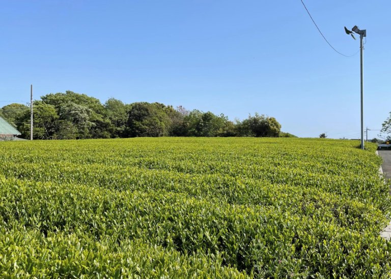 Hand Rolled Tea 02 768x549