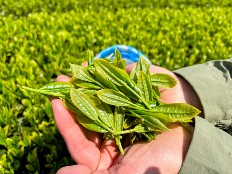 Tea ３ 1 768x576