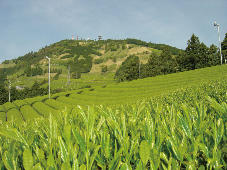 掛川茶