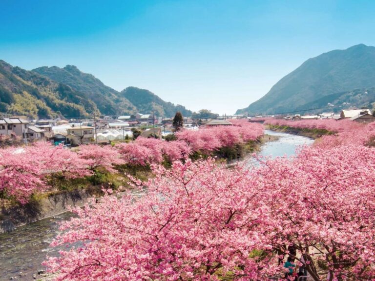 Kawazu – A town where the earliest cherry blossoms are seen in Japan