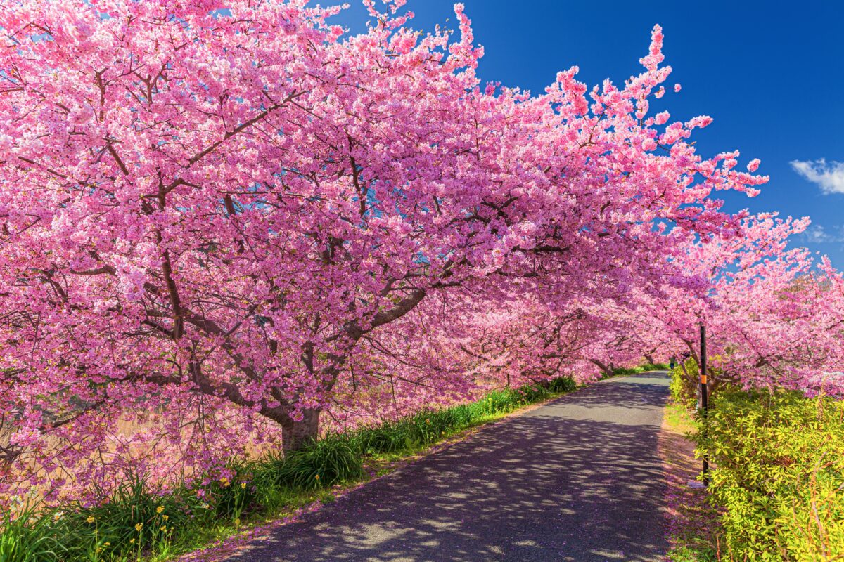 Early blooming Kawazu Zakura can be enjoyed as early as February. 