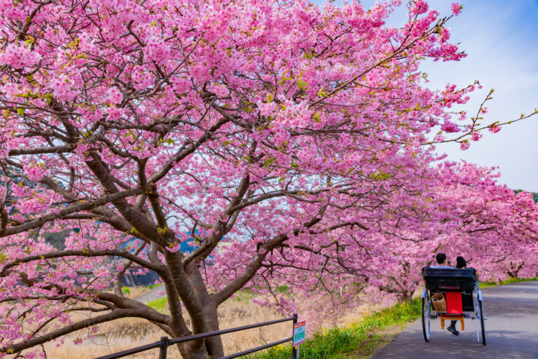 Kawazu – A town where the earliest cherry blossoms are seen in Japan