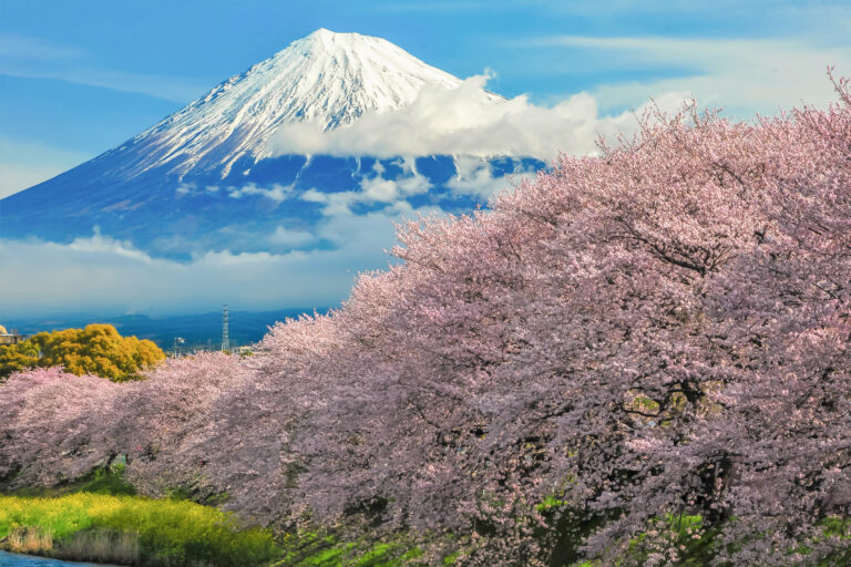 Sakura and Fuji