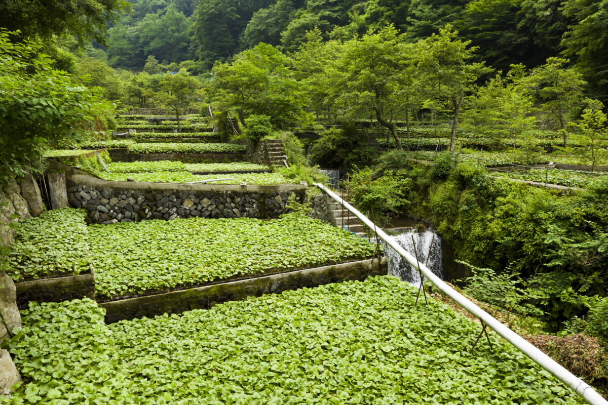 Terraced Wasabi fields in the Izu Peninsula.