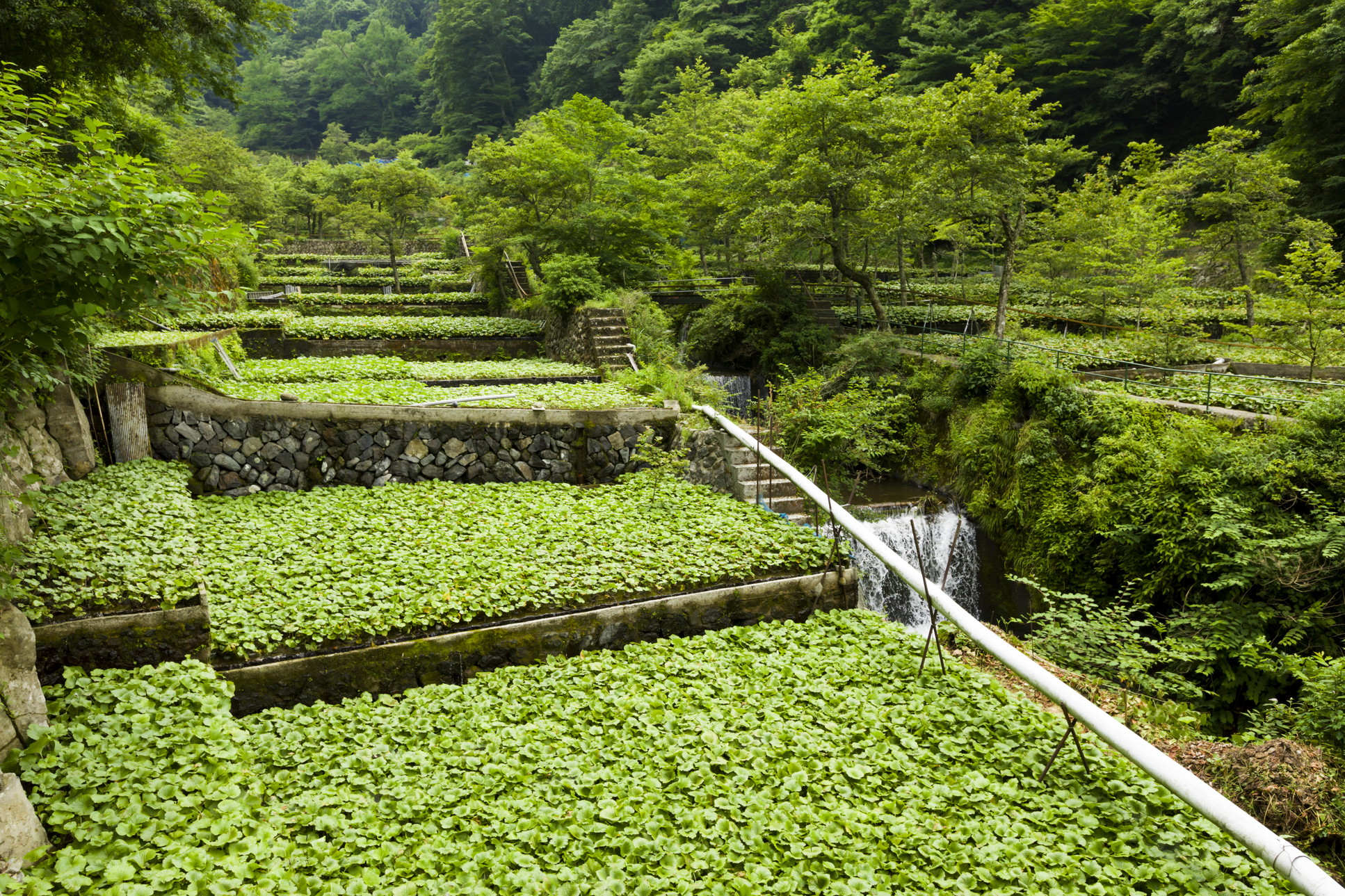 Shizuoka Wasabi The birthplace of Wasabi cultivation Explore Shizuoka