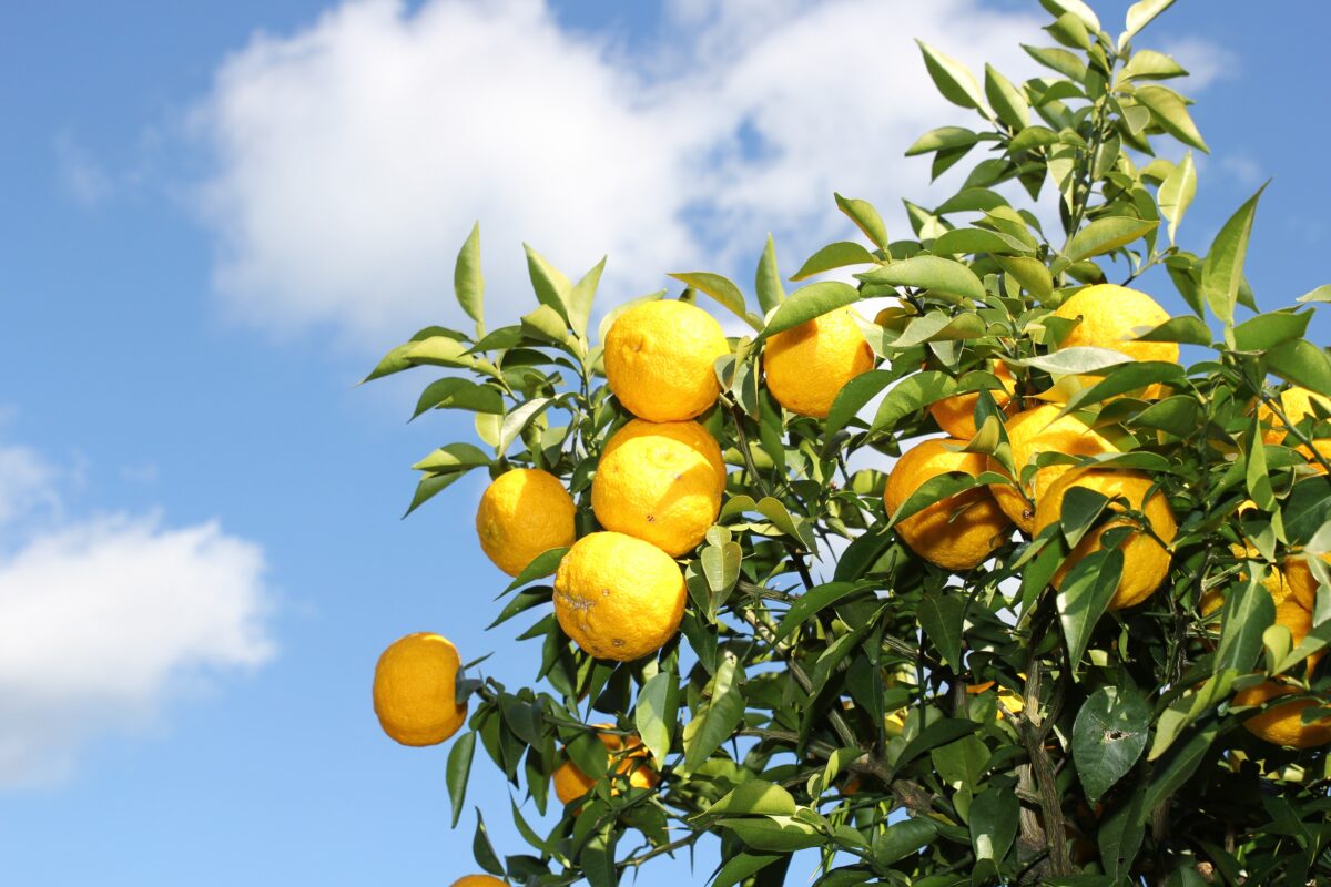 Kawanehoncho is the number one producer of yuzu in Shizuoka Prefecture.