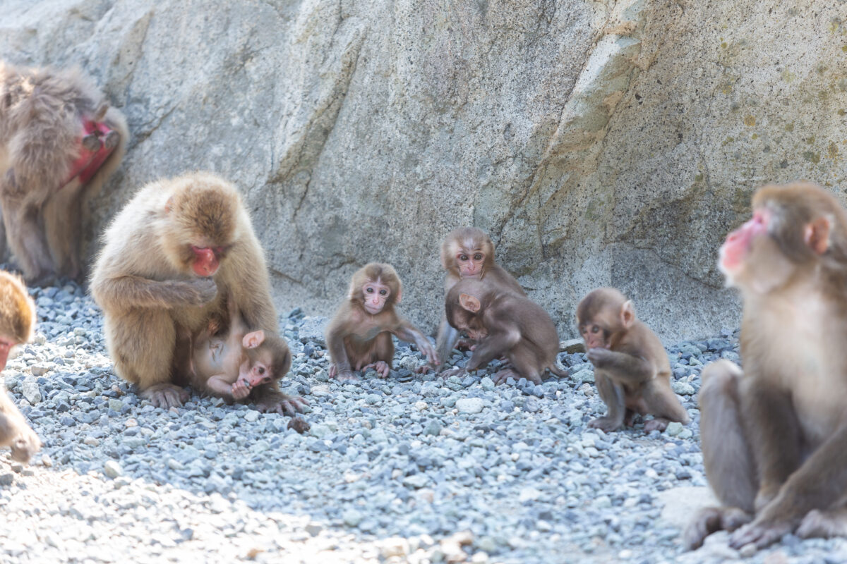 Hagachizaki Monkey Bay in Minami Izu is home to more than 300 wild Japanese monkeys.