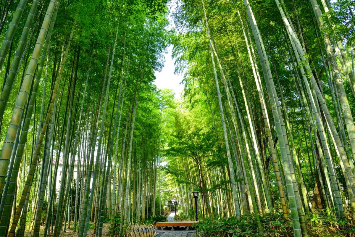 Bamboo Grove Path