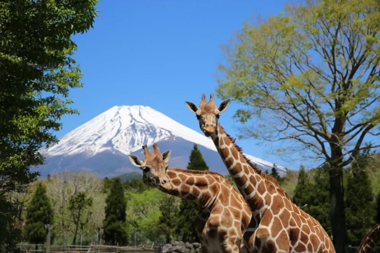 富士野生動物園在富士山腳下海拔850公尺處分佈著可以與動物互動的著名設施裡的休閒方式