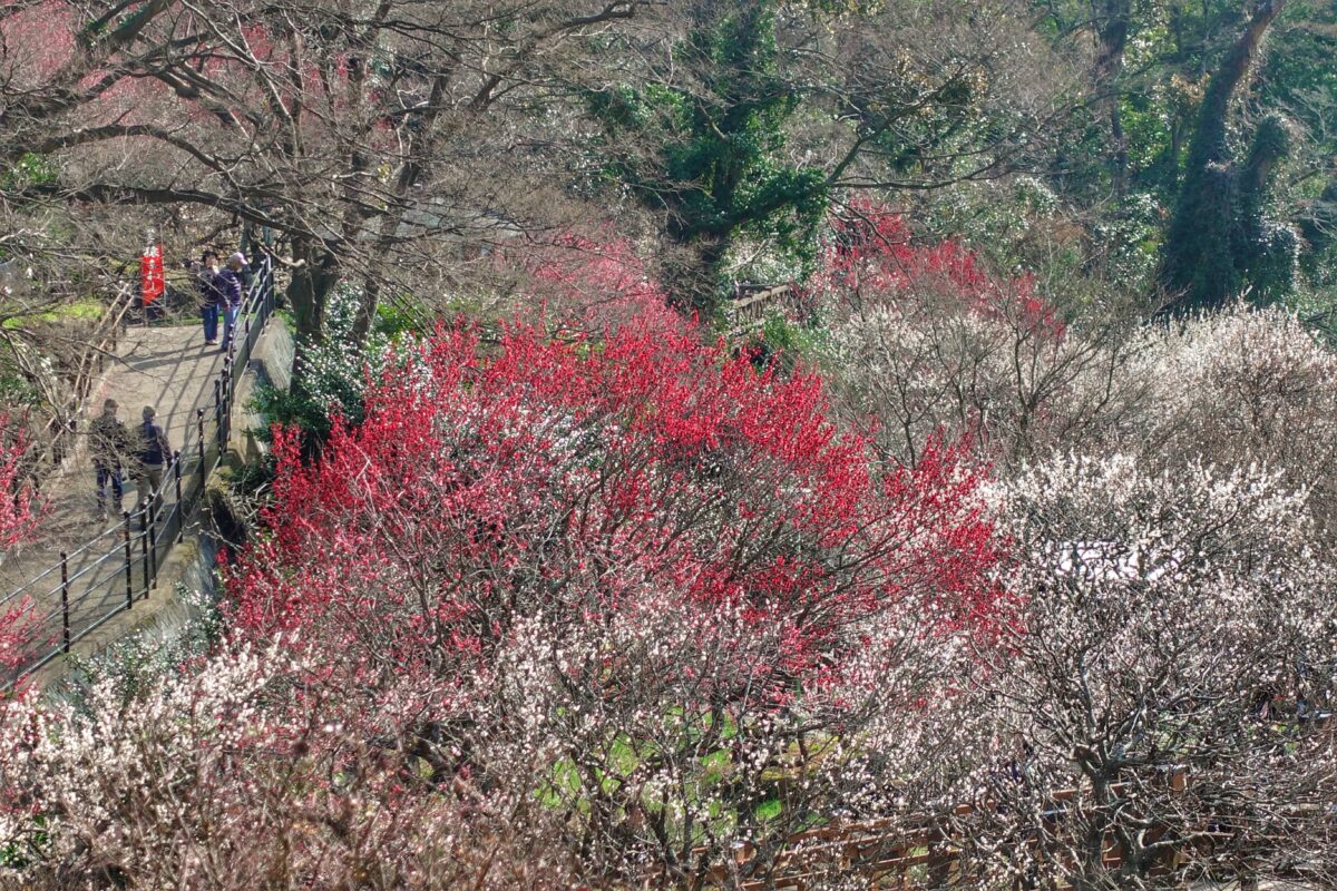 Atami plum blossoms