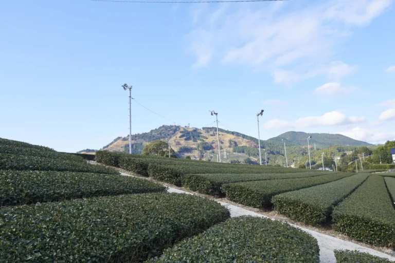Kakegawa City – Enjoy a different kind of natural scenery in a mountain village full of tea fields.