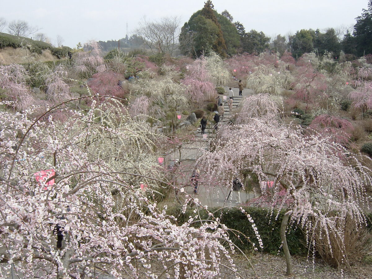 Kakegawa weeping plum blossom