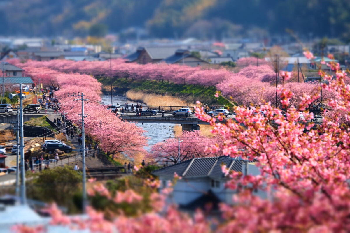 Kawazu-zakura