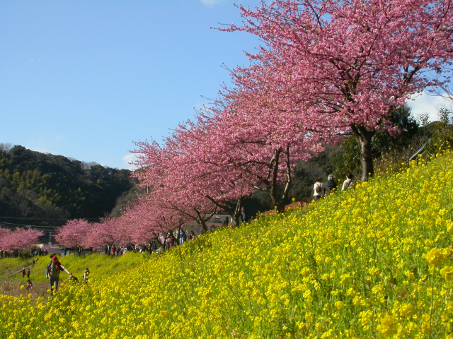 Minamiizu nanohana and Kawazu-zakura