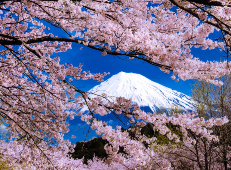 Our selection of cherry blossom viewing spots in Shizuoka Prefecture that you must see at least once! (Somei-yoshino)