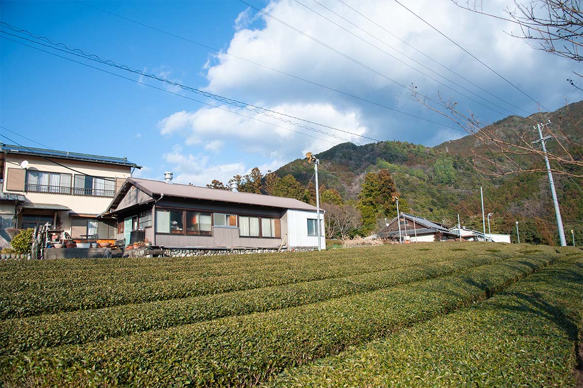 Green tea fields in Kawane Shizuoka
