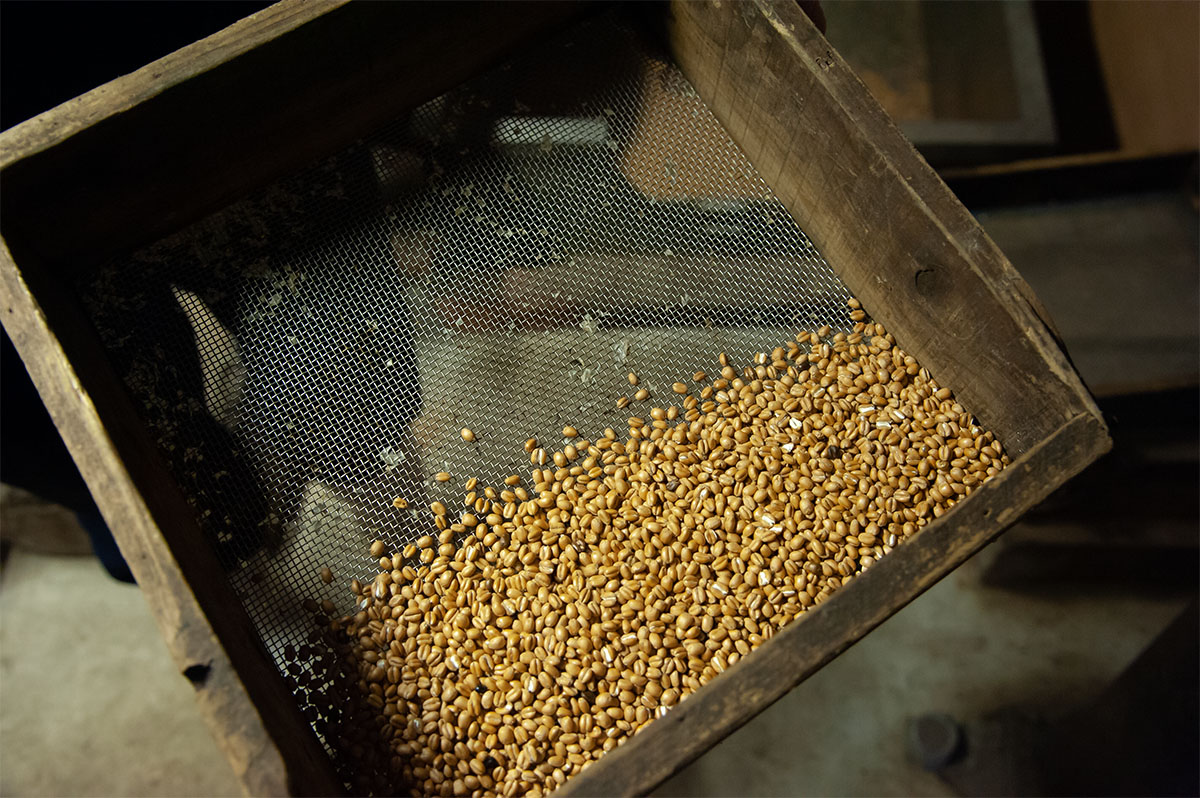 Roasted wheat grain used in soy sauce