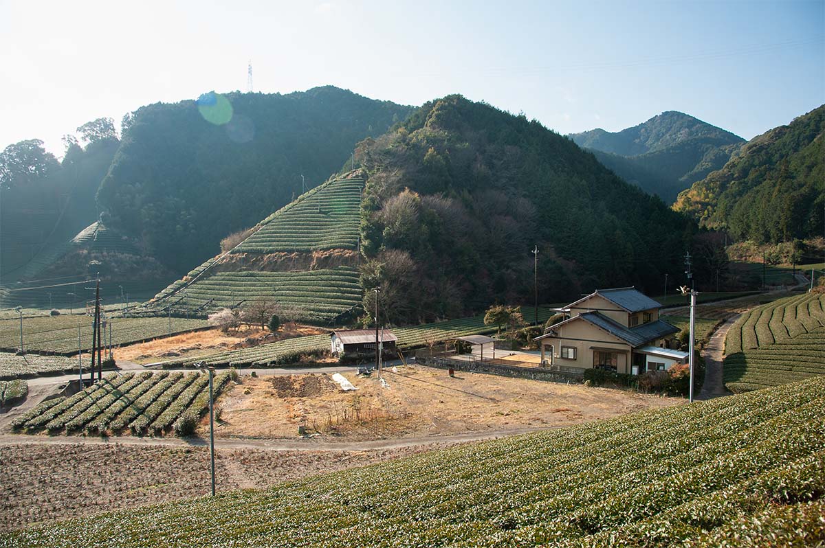 Tea plantation on the edge of Shizuoka City