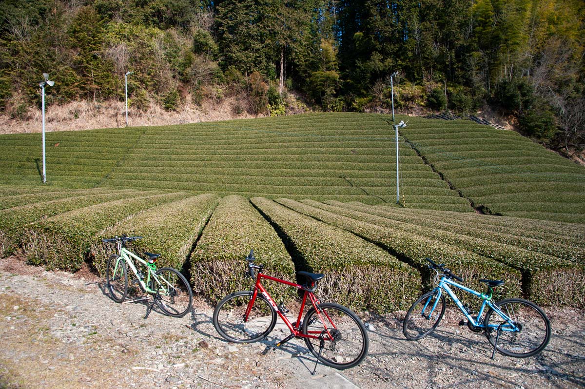 Hybrid bikes at Shizuoka green tea fields
