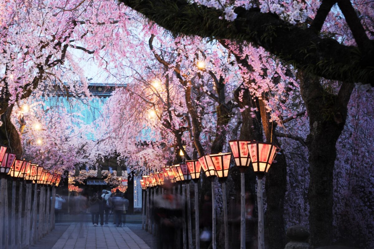 Cherry trees at Mishima Taisha Shrine