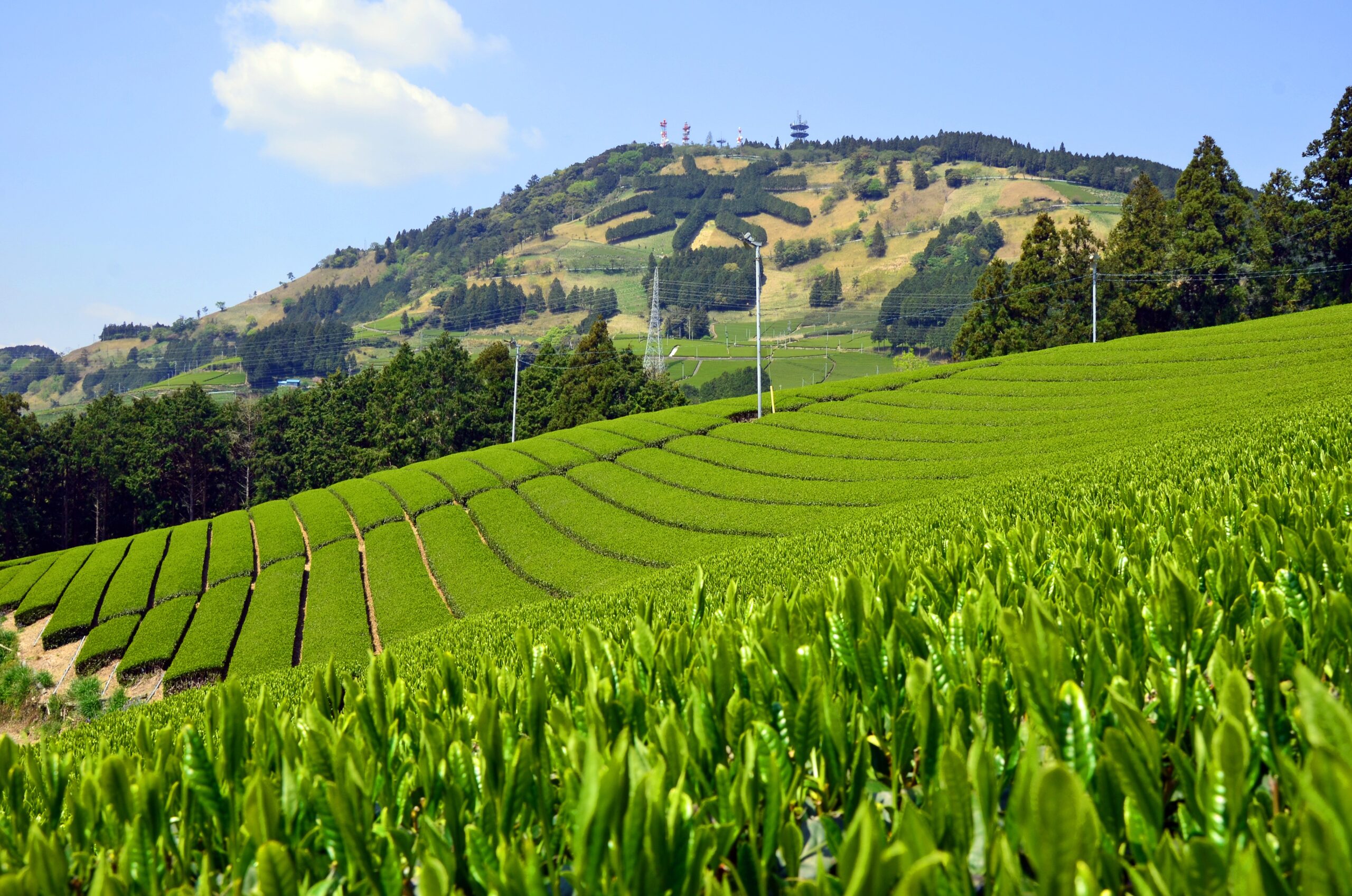 Kakegawa Tea Plantation