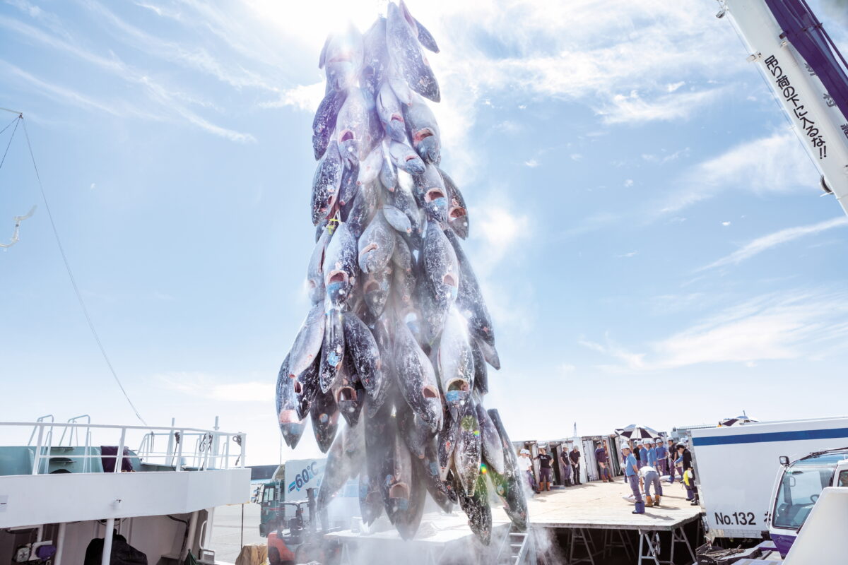 Tuna at Yaizu port 